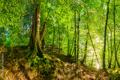 Alter Baum auf einem H  gel im Wald