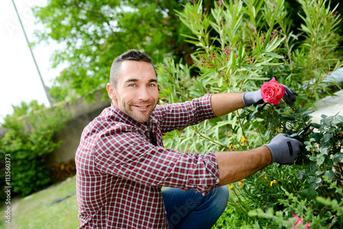 handsome young man gardener trimming and taking care of beautiful roses photo