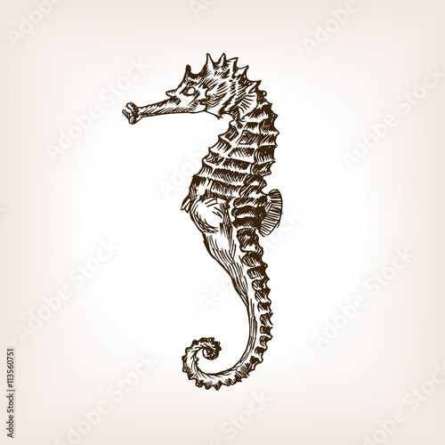 Sea horse hand drawn sketch vector