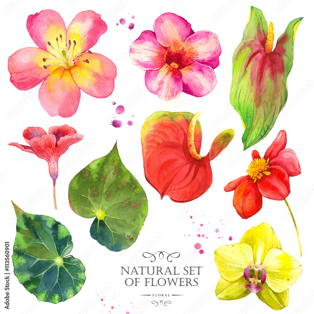 Botanical illustration with realistic tropical flowers and leaves. Botanical illustration with realistic tropical flowers and leaves.