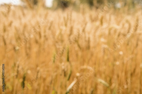 Blur Golden wheat field