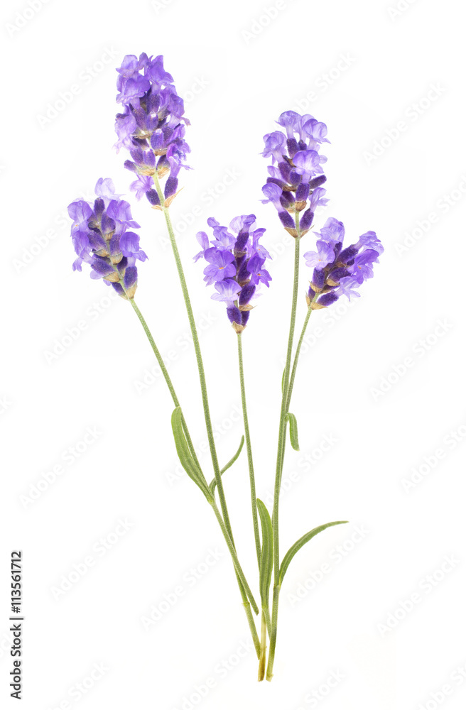 Naklejka premium Bunch of lavender.