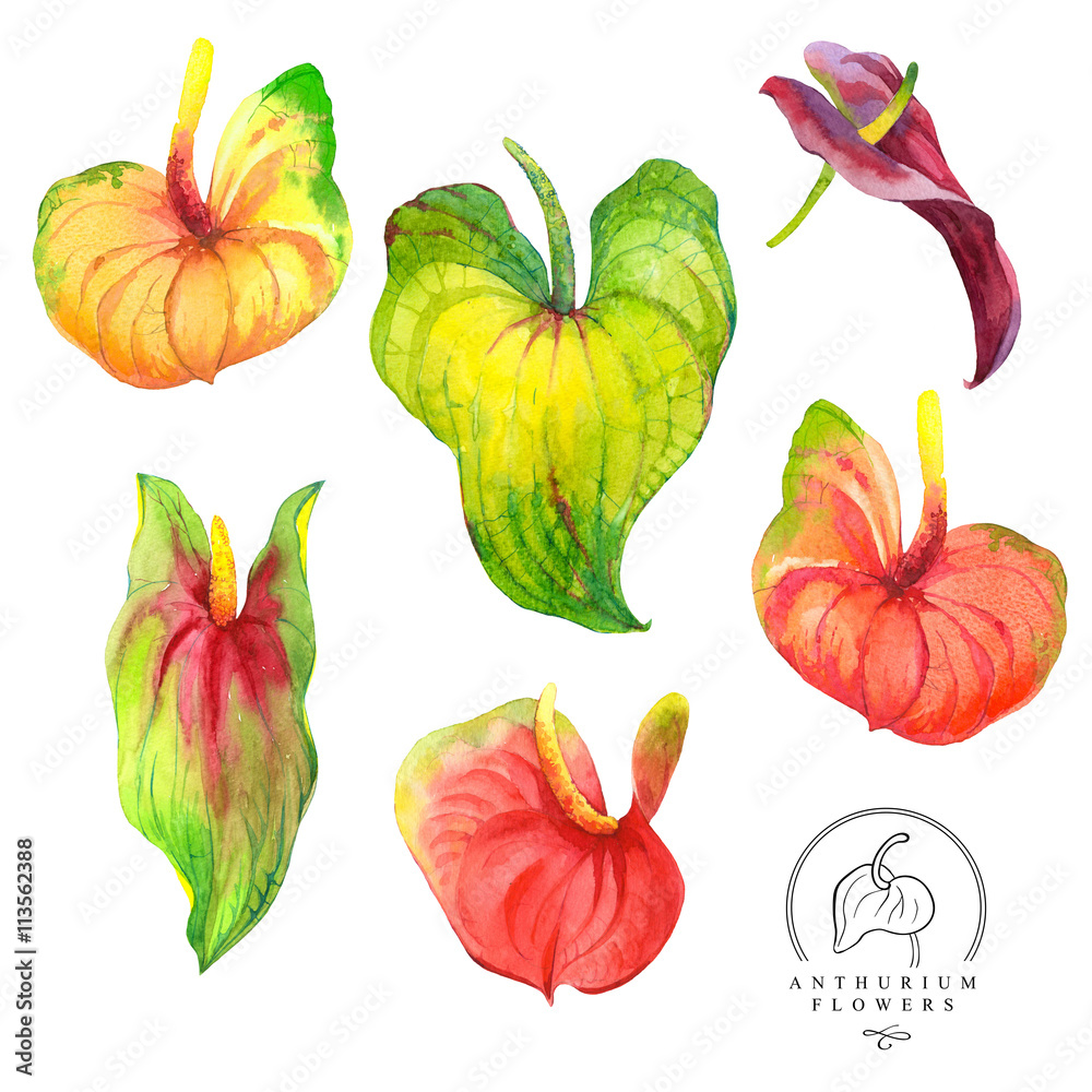 Botanical illustration with realistic tropical flowers and leaves. Botanical illustration with realistic tropical flowers and leaves.