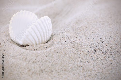 Sea shells and sand