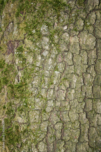 Wooden wall texture, wood background