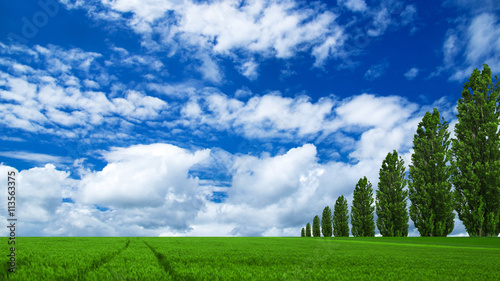 field and blue sky
