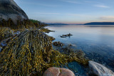 Seascape with seaweed, Norway