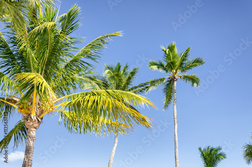 Nice palm trees in the blue sunny sky