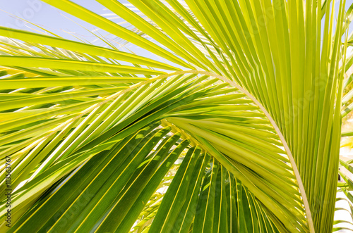 Beautiful palm leaves of  palmtree in sunlight