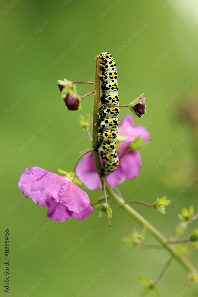 Naklejka premium Raupe des Königskerzen-Mönch