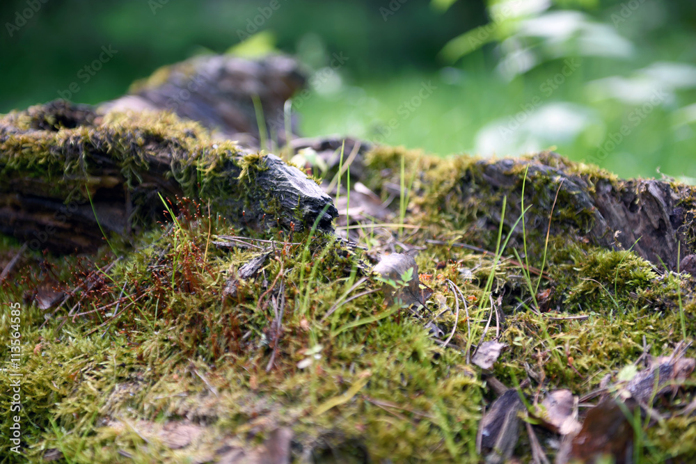 Forest wood texture Forest wood texture