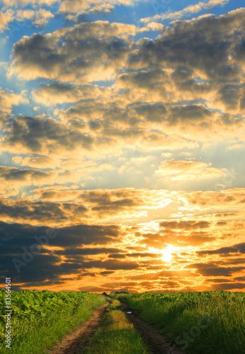 landscape with dramatic light - orange clouds and the outline of trees at sunset