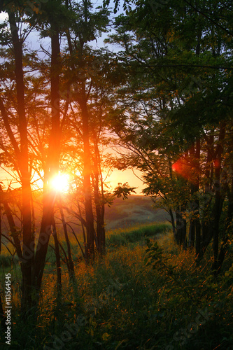 landscape with dramatic light - orange clouds and the outline of trees at sunset