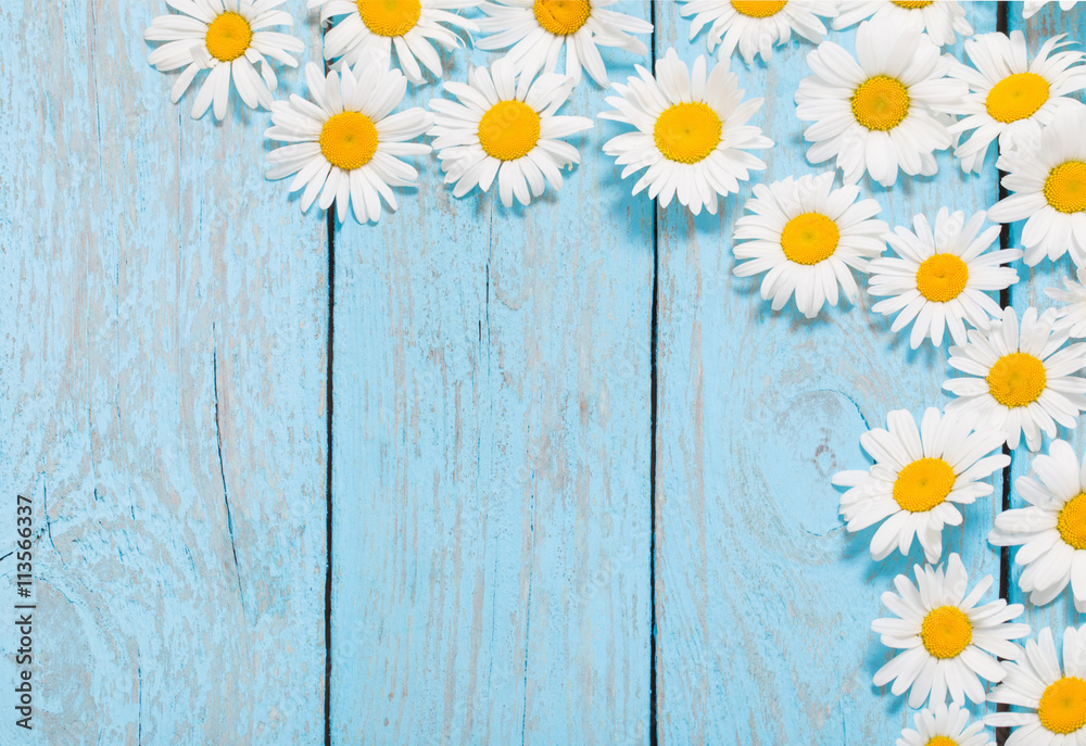 Obraz premium chamomile flower over blue wooden background