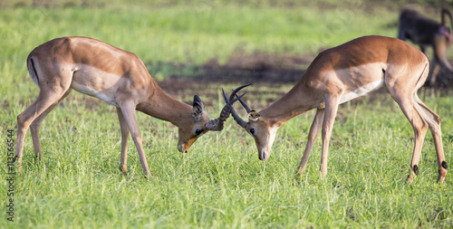 Fototapeta Naklejka Na Ścianę i Meble -  Two male impala fight in for the herd with the best territory
