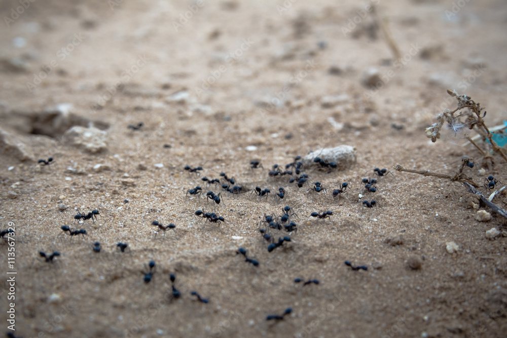 Closeup shot of a group of black ants walking on dirt Closeup shot of a group of black ants walking on dirt