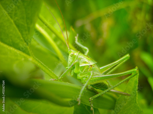 Green grasshopper in a grass with a sting