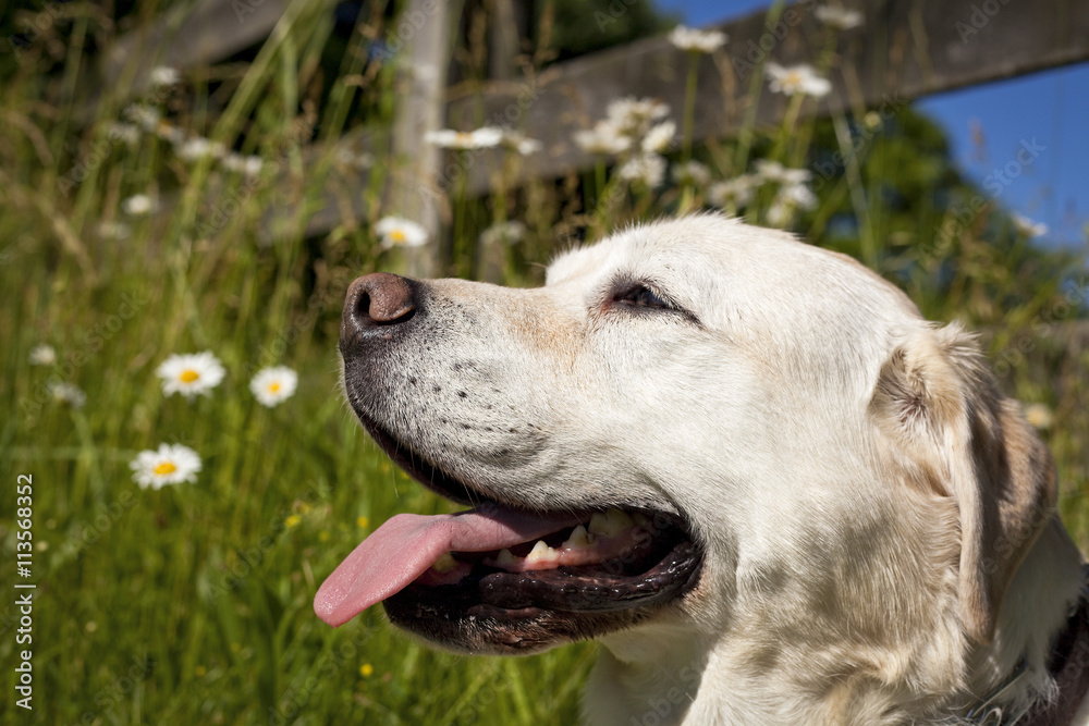 Happy yellow Lab sitting amongst wildflowers looking left