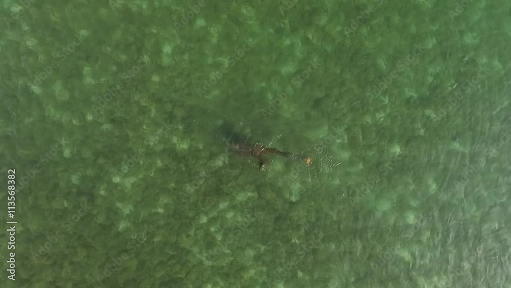 Free diver under water Free diver under water