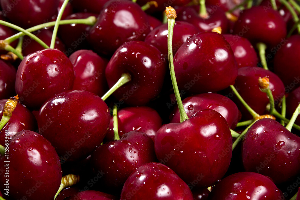 fresh picked plump juicy looking dark cherries fresh picked plump juicy looking dark cherries