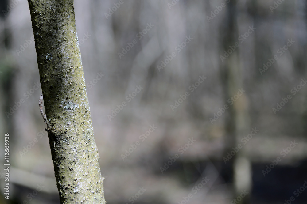 Fototapeta premium Forest wood texture
