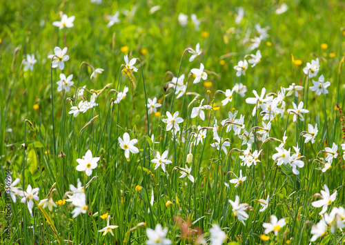 Natural flowerbed, white fresh narcissus.