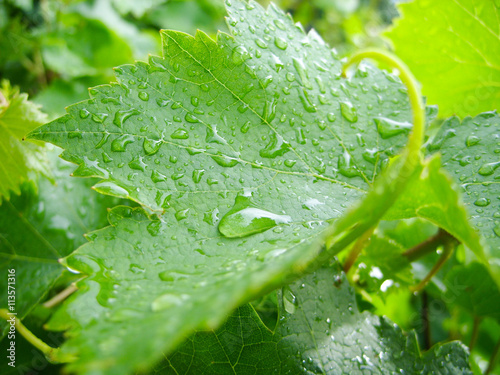 Grape leaf with water
