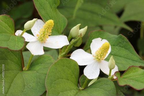 Houttuynia cordata photo