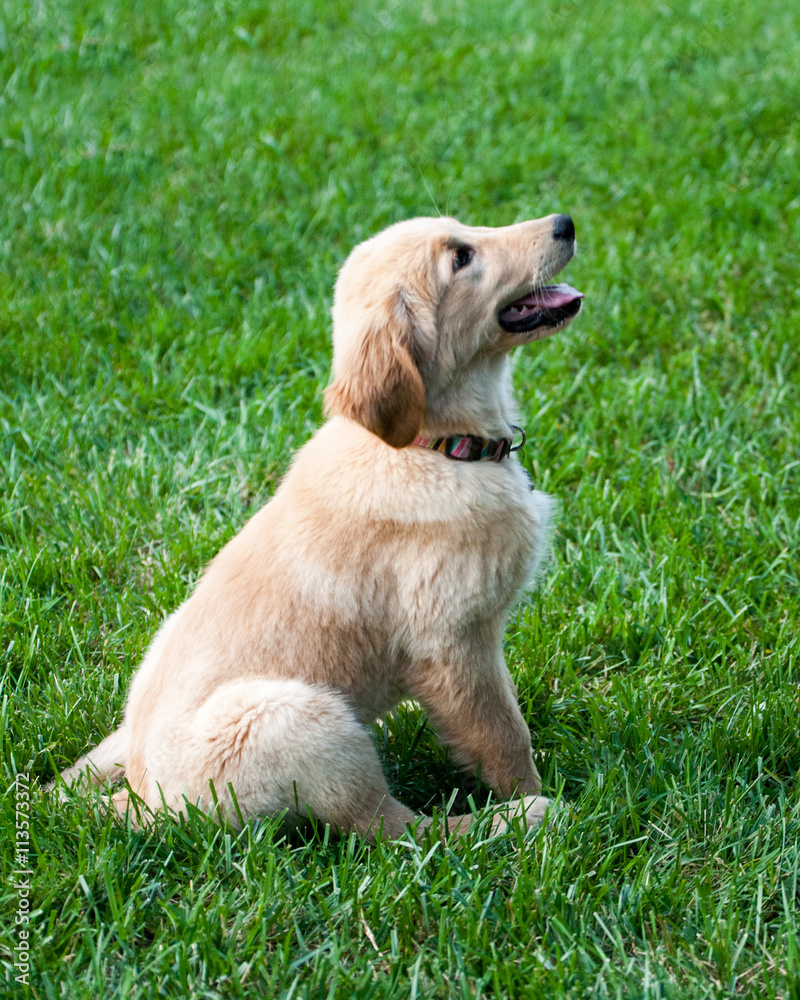 Obedient puppy sitting on command in the grass Obedient puppy sitting on command in the grass