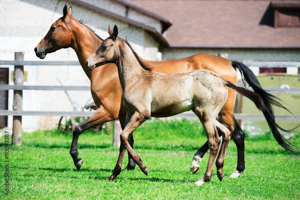 running purebred akhalteke dam with foal in the paddock running purebred akhalteke dam with foal in the paddock