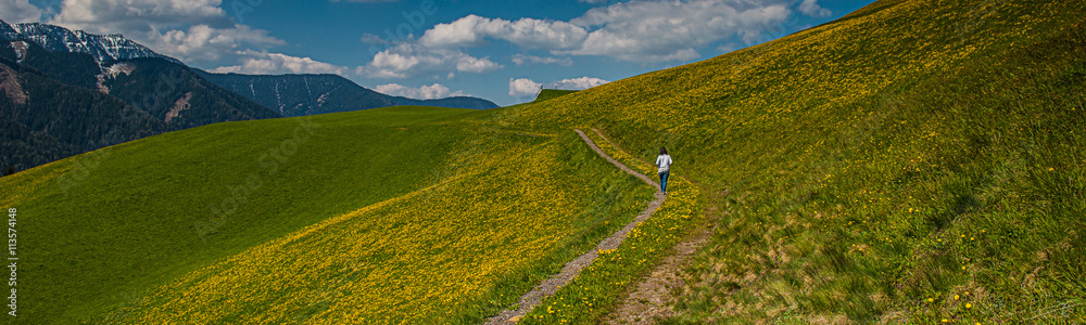 Obraz premium Woman is walking in a dandelion field, Dolomites