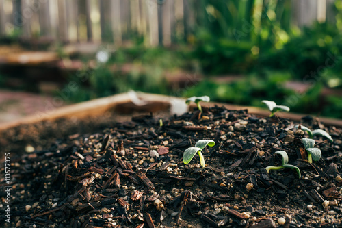 Vegetable Starts