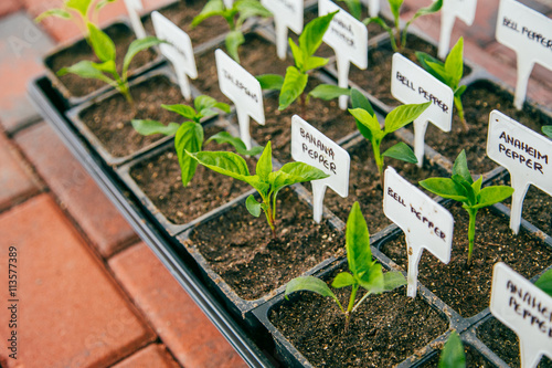 Seedlings