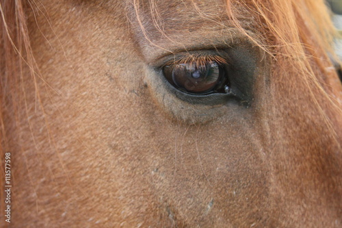 close up horse © curningphoto