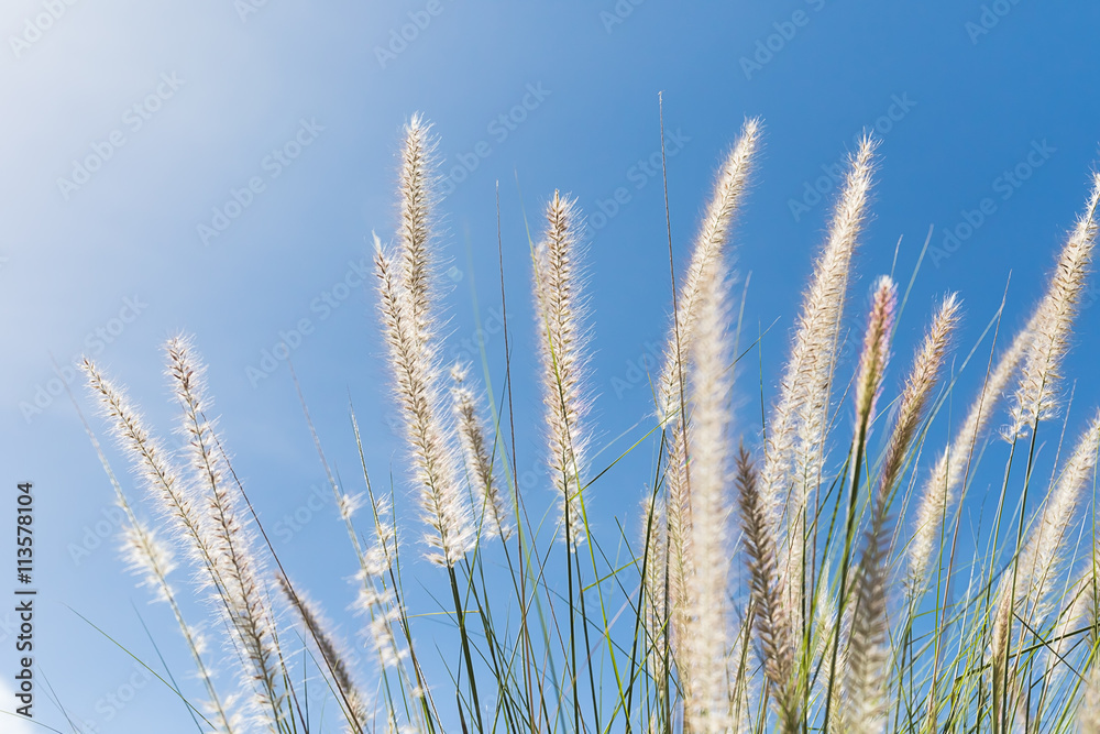 Fototapeta premium Cogon Grass on blue sky background