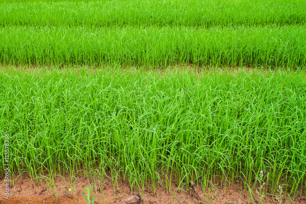 Fototapeta premium Rice seedlings in the fields