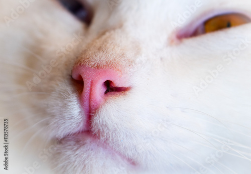 white cat nose © apichart609