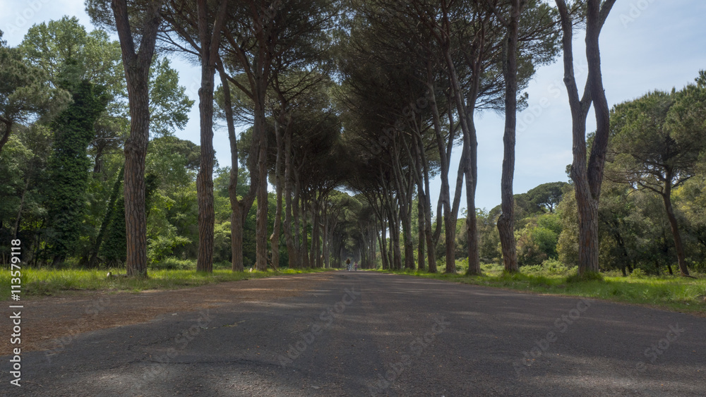 Dirt road and avenue in tuscany, italy, during the late summer