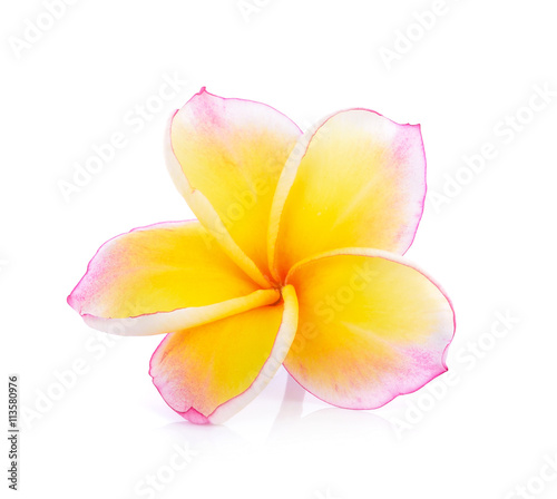 frangipani flowers on white background