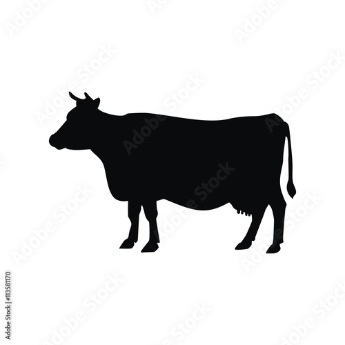 красивая корова