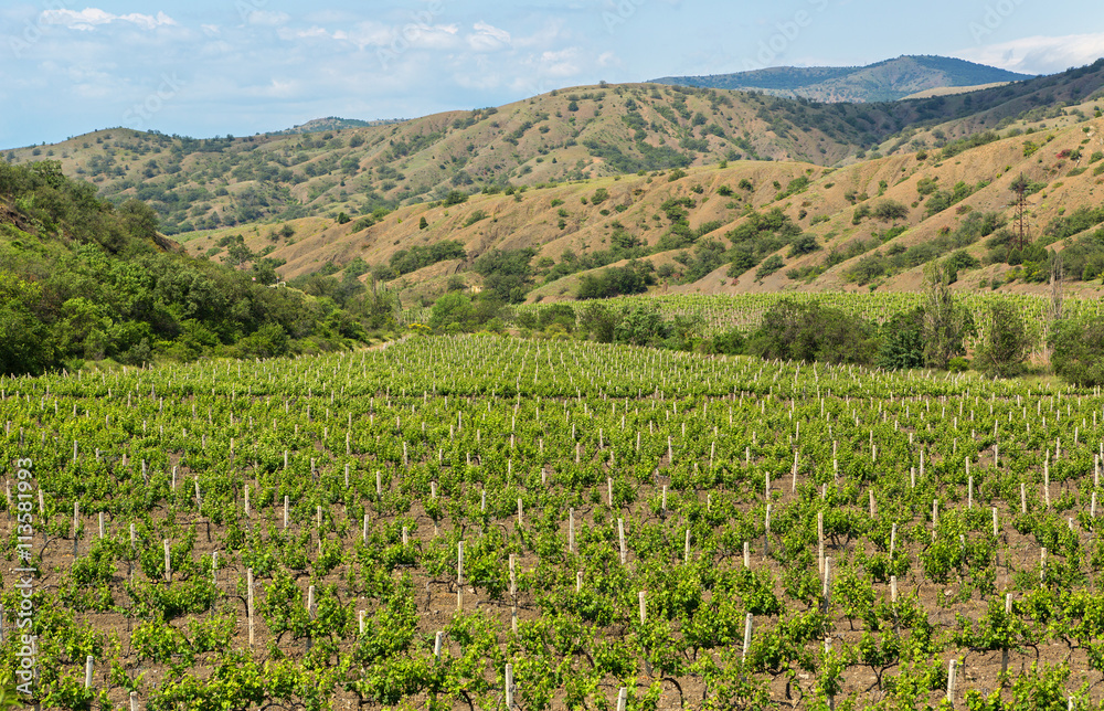 Beautiful green vineyards on fields in mountains of Crimea.