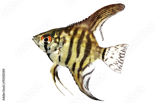 Tiger Marble angelfish pterophyllum scalare aquarium fish isolated on white 