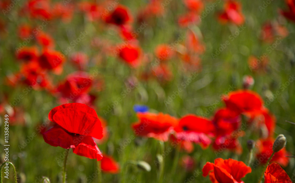 Poppies in a field on an island of Saaremaa, Estonia Poppies in a field on an island of Saaremaa, Estonia