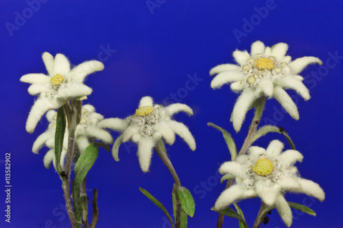 edelweiss