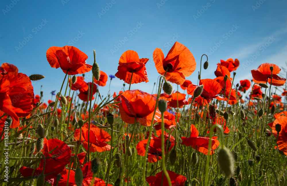 Obraz premium Poppies in a field on an island of Saaremaa, Estonia
