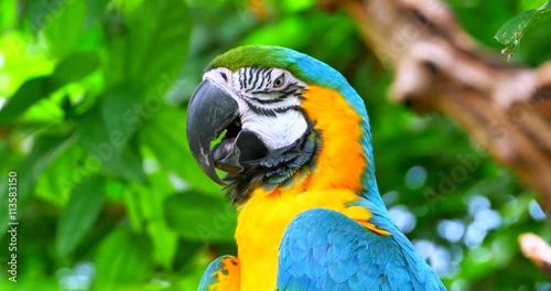 4K Resting Macaw Parrot, Closed Eyes, Sleeping on Jungle Branch