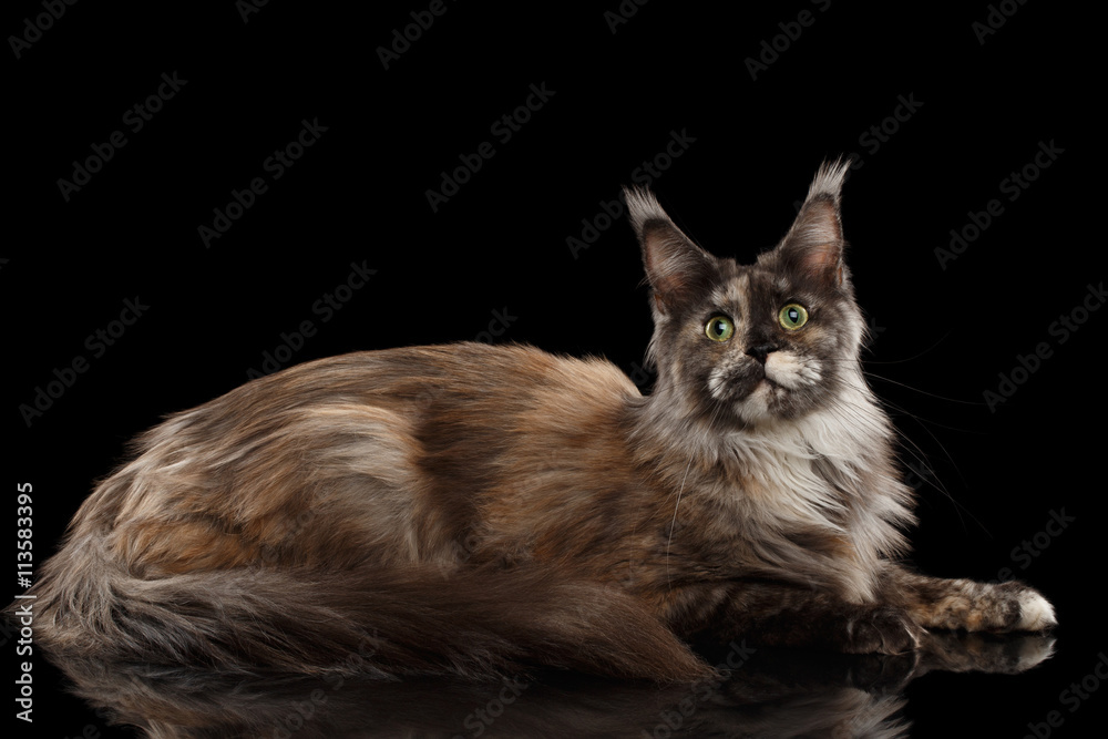 Naklejka premium Brown Maine Coon Cat Lying and Looks Curious Isolated on Black Background, Side view