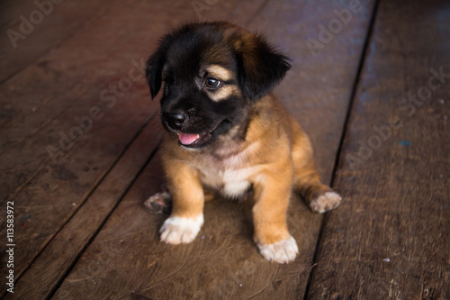 Brown Puppy Thai Dog