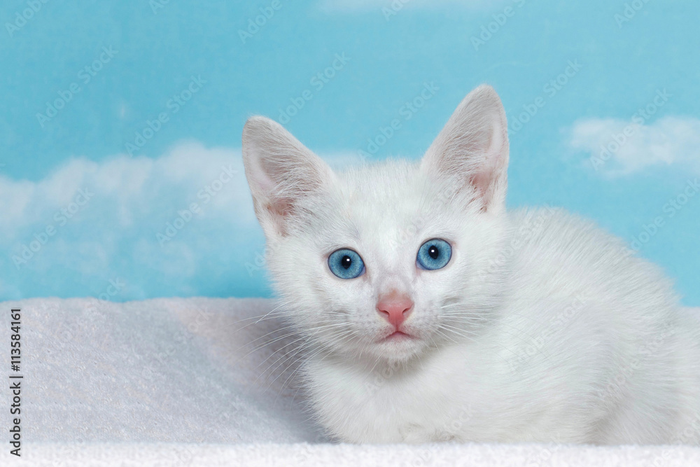 six week old white kitten with beautiful blue eyes laying on a purple blanket with blue background with clouds.