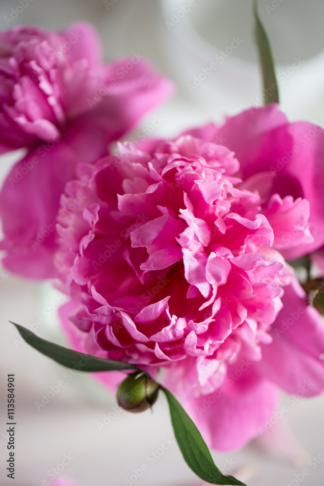 pink peonies on wooden background